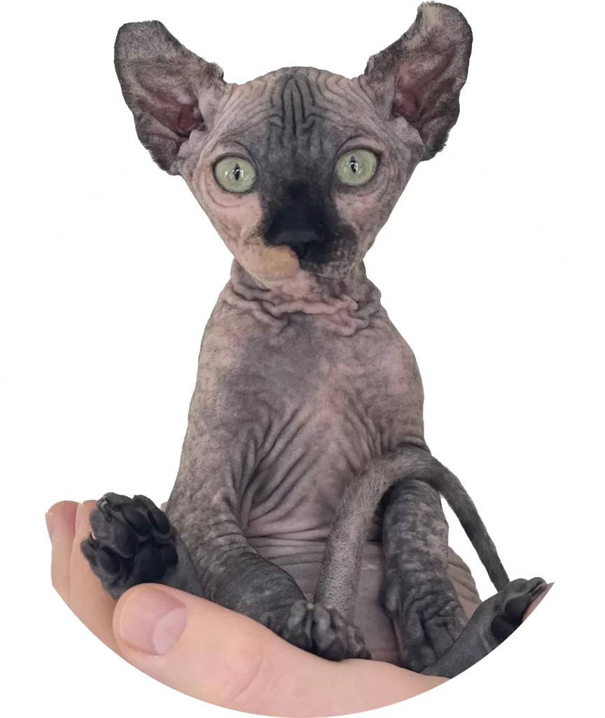Sphynx kitten on a hand
